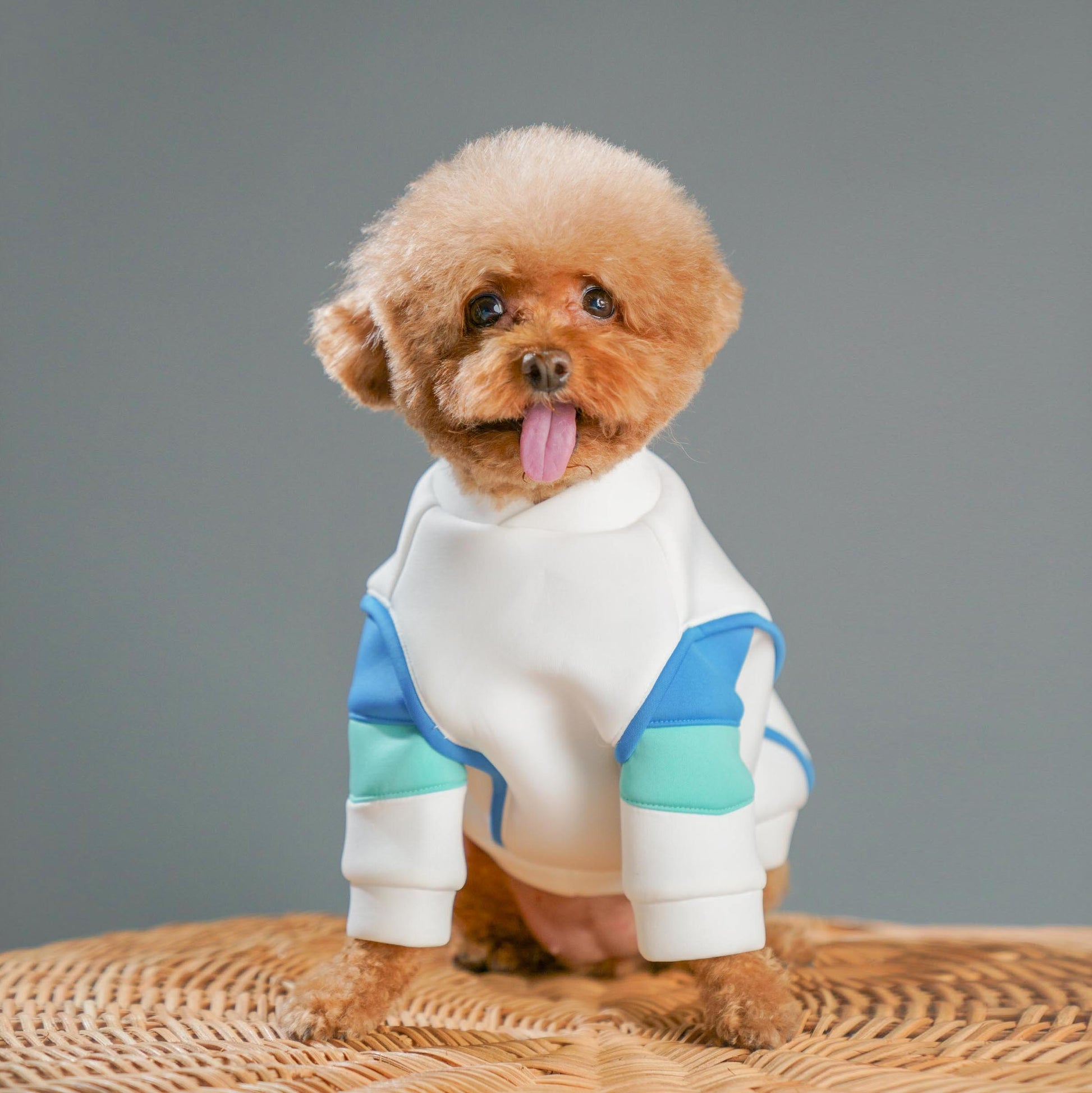 Designer clothes for clearance dogs