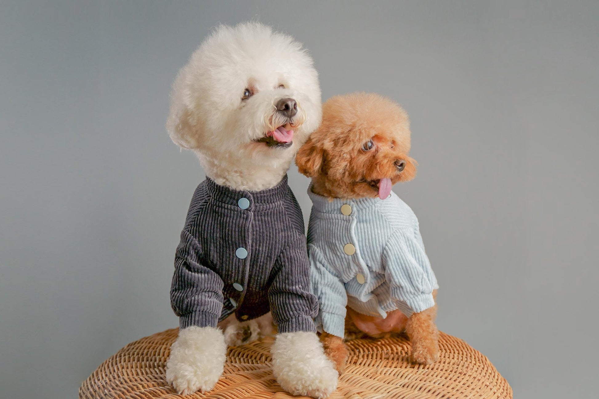 Hygge dog clothes pet fashion designer cotton-corduroy dog overshirt