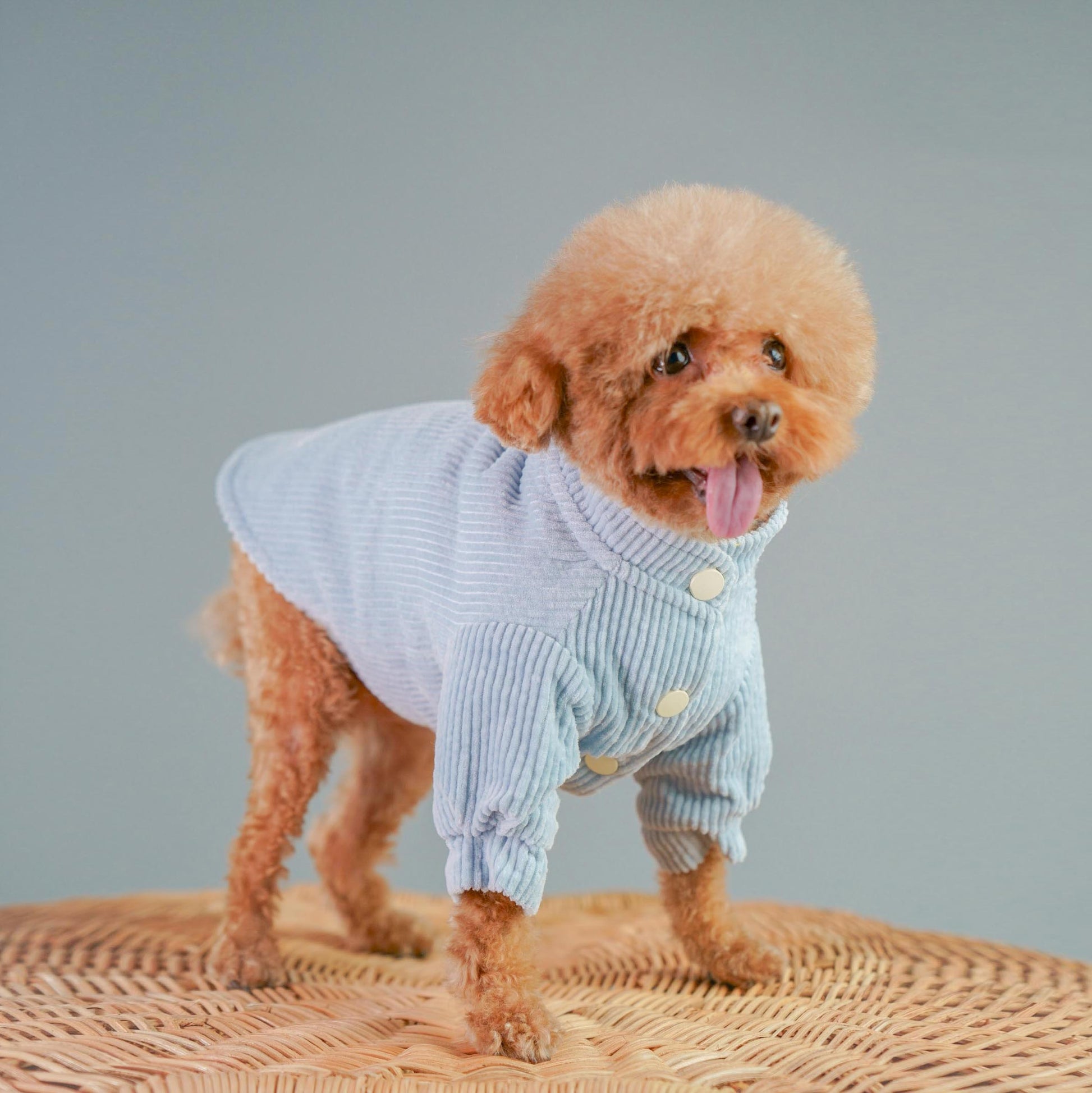 Hygge dog clothes pet fashion designer cotton-corduroy dog overshirt